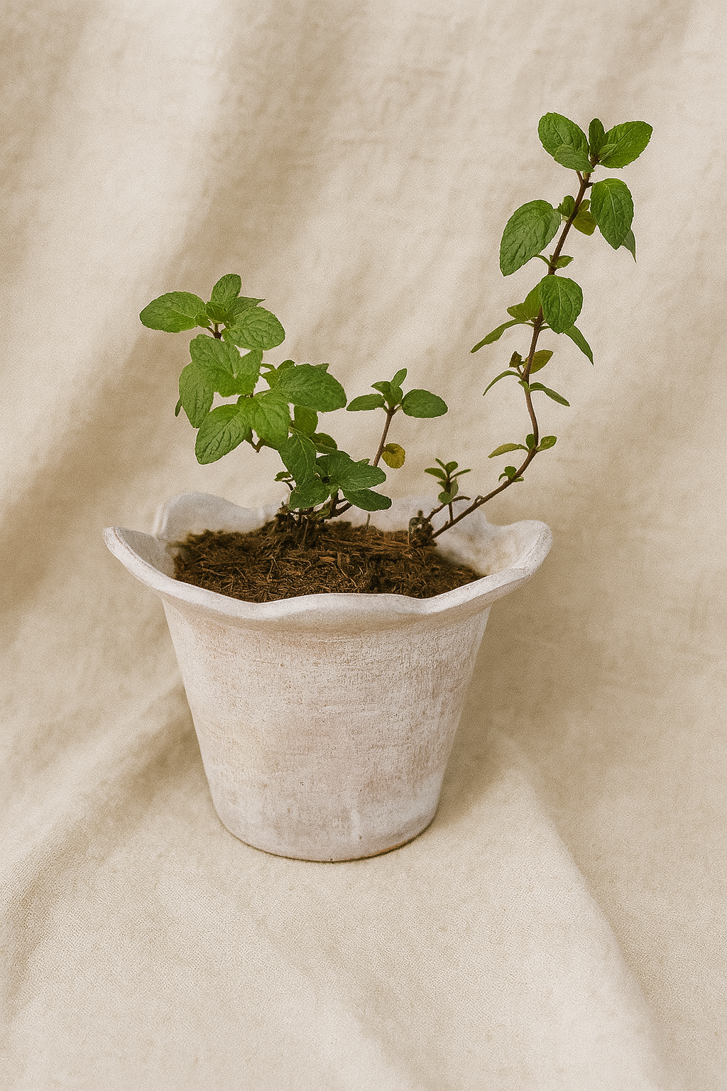 Tarracota flower edge planter